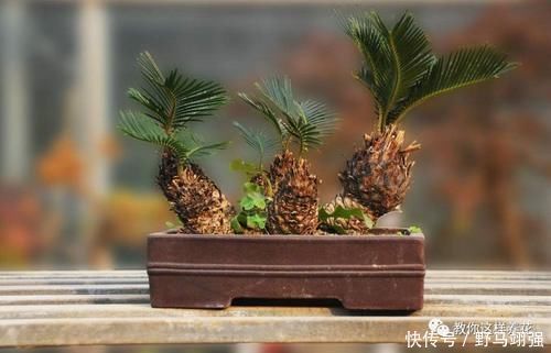 金钱树|太省心的花,1个月浇一次就行,叶子长的还超旺盛!