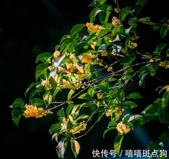 家里有院子，建议种一些能观赏的树，小投入，大收获，划算