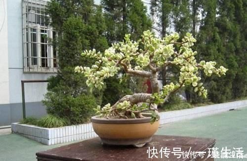 盆景太贵玩不起这花便宜得很,修修剪剪成老桩价值高