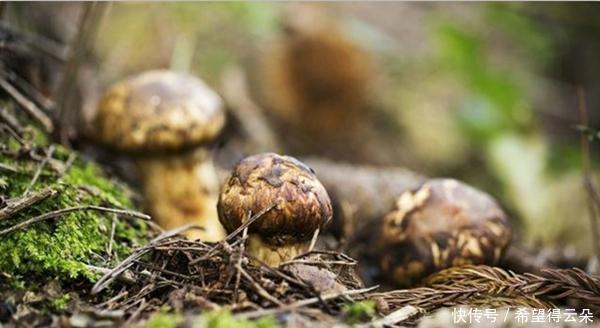 丛林|在香格里拉神秘丛林里,松茸才是大自然孕育出的天然美味