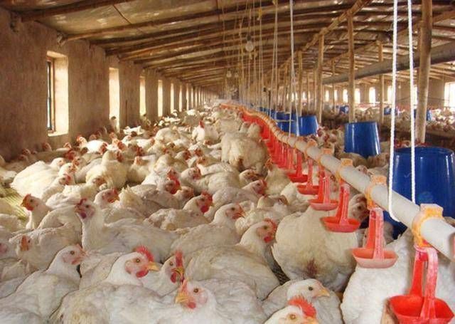 反季节|你的孩子可能在被“催熟”,家长注意这些食物让孩子吃,容易早熟