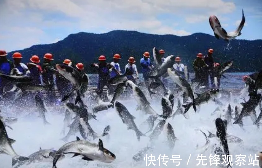 “灭绝式”捕鱼有多暴力？黑科技被滥用，可视锚鱼器成牟利工具！