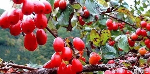 遍插茱萸,唐朝的重阳节为什么有插戴茱萸的仪式,有多重要?