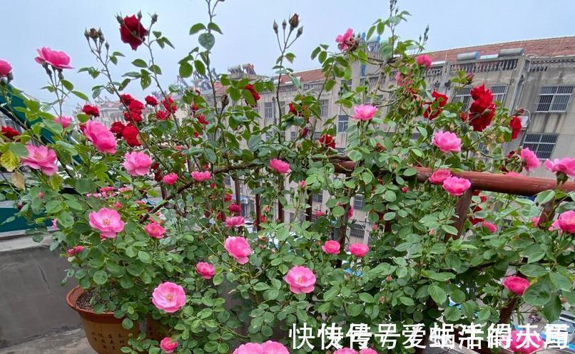 蚧壳虫|养月季,不用怕蚧壳虫、红蜘蛛、蚜虫,这么一处理问题全解决了