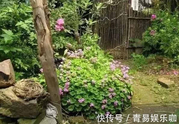 三叶草|院子里长出5种草,尽量别破坏了,能赏又能当菜,有人花钱买来种