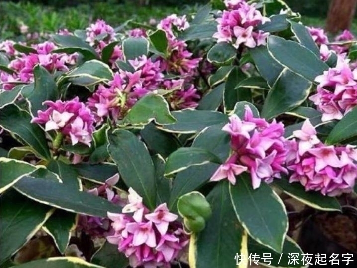 枝条|这几款植物养在家里，一年四季开花不断，花大色艳很漂亮