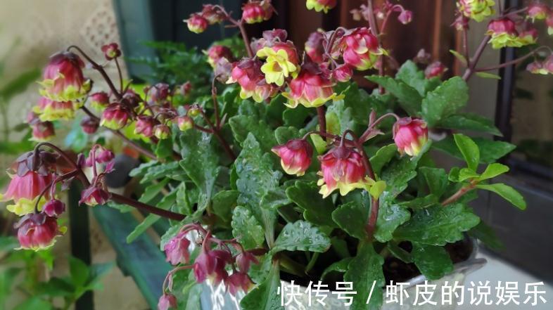 花友们|养年宵花宫灯长寿花，盆栽打理好这些，过年开花特“热闹”