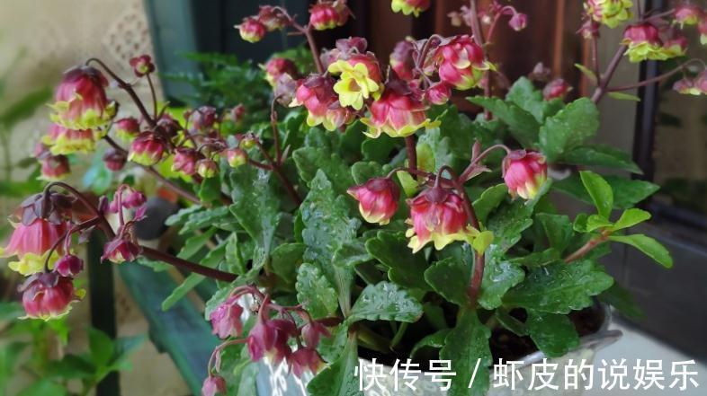 养年宵花宫灯长寿花,盆栽打理好这些,过年开花特“热闹”