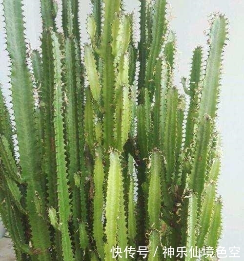 镇宅招财|这种花不管再“丑”也要养,家中守护神,养家中既镇宅又招财,值