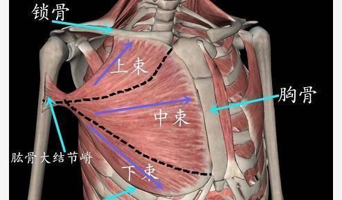 锻炼|男人如何练出大胸肌一组必练的动作，练出又窄又深的胸沟