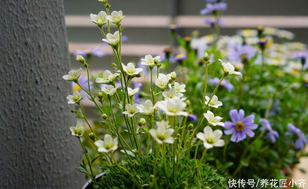 春天开花植物很多，养这5种花，不仅花期长颜值高，而且皮实好养