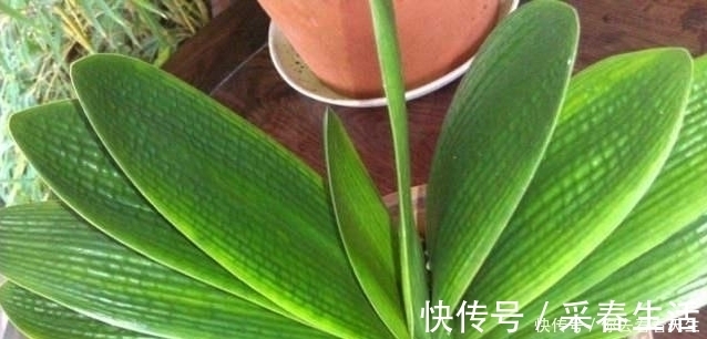 蓖麻子|教你一招让君子兰蹭蹭长,一年长两三对叶子!