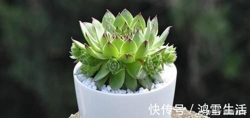 12款多肉天生就爱凑热闹，爆盆群生是强项，花友：养起来真过瘾