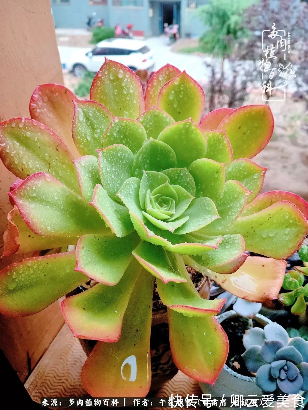 久在晴冬等雪来——北方阳台党的多肉成长历程!