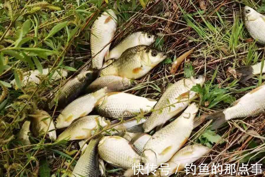 二十年老钓手倾囊相授:自从学会这用漂方式,每钓一次都过瘾