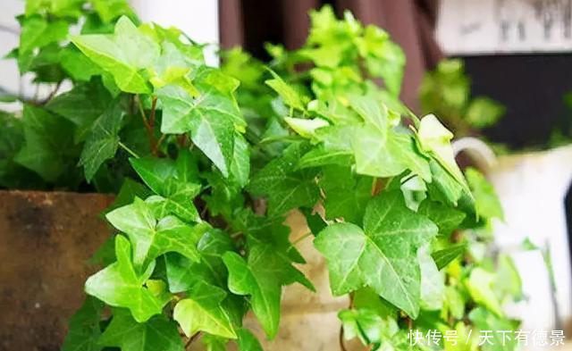 4种花可以养在卧室,好养容易打理,养人又“养气”