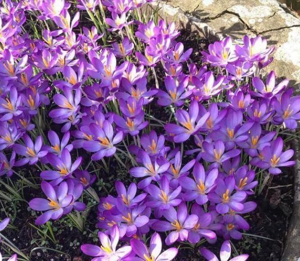  羡慕|邻居家养了一院子花，一到春天整个村都能闻到花香太羡慕了