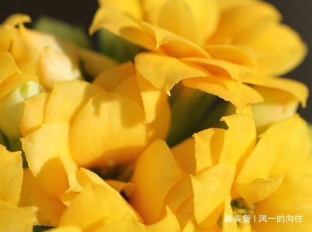 家养长寿花难开花这3个细节掌握好,轻松花开爆满盆