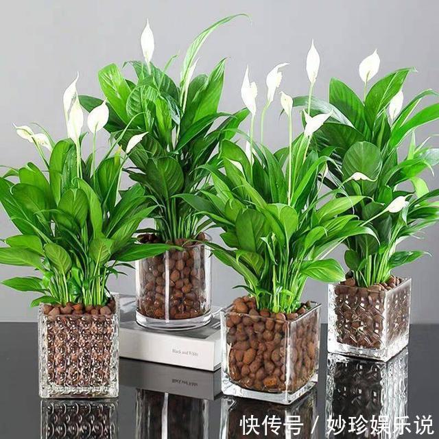 就这5种花，不能晒太阳，一不小心就晒死，不妨你就试一试