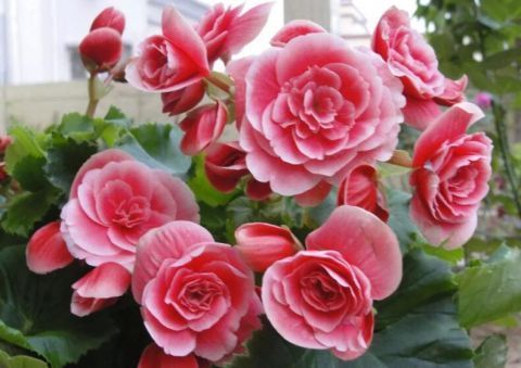 喷水|这9种花冬天别喷水,否则烂根烂叶,后悔都来不及!