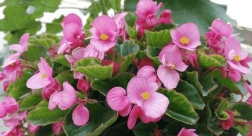 此款花卉，花艳易爆盆，沾点水就疯长，开花勤还爱爆盆，美