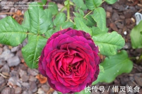 牡丹|3种花让人爱不释手,香气怡人,漂亮似牡丹,养护容易