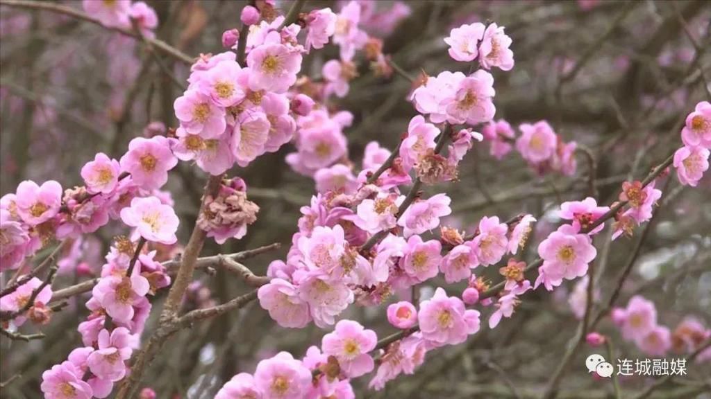 连城培田：梅花迎春开 古村焕新颜