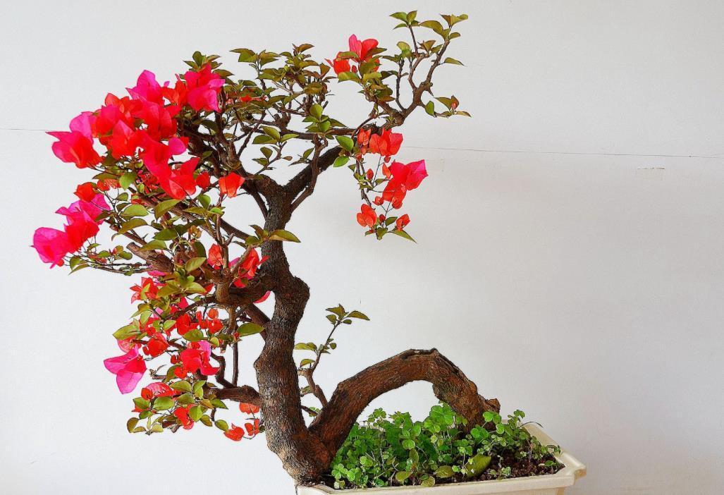 四季|家庭养三角梅，不达到这4个条件，盆栽很难四季开花