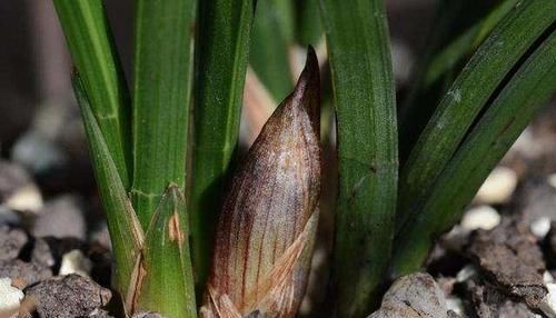  兰花|预防兰花消苞正当时，南北侧重点不同，6大原因，1招解决