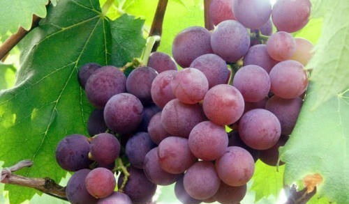 睡眠质量|失眠的“克星”终于被找到了,睡前吃一点,让你酣然入睡到天亮