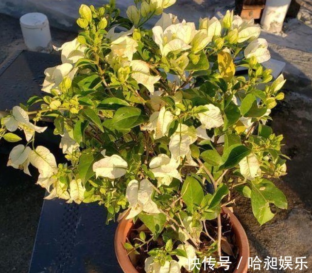 三角梅不开花采用“饥饿”法促进生根,快速萌芽开爆盆