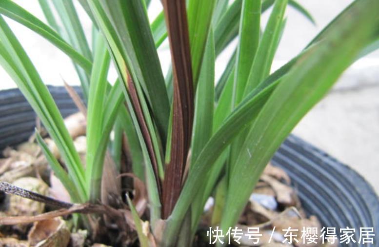养护|夏季兰花多发软腐病?不用困扰!用它就能马上搞定