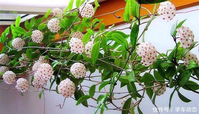 想球兰多冒芽全靠一个“虐”,蹭蹭冒花芽,独苗变繁花老桩!