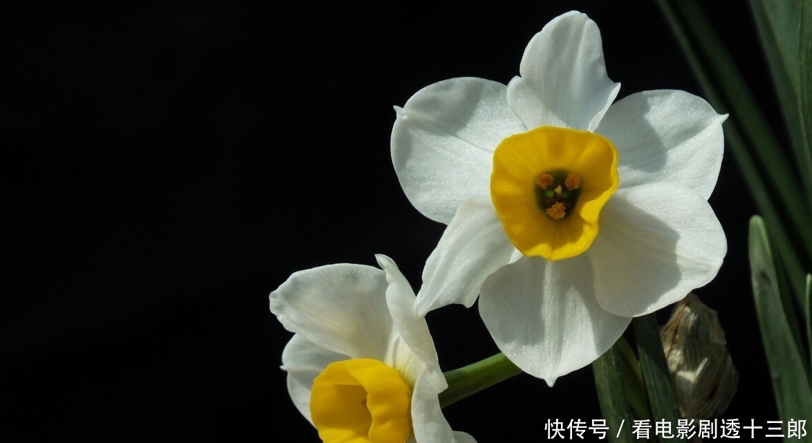 最适合送人的七种花，亲戚朋友见了都喜欢，花多又漂亮，还便宜