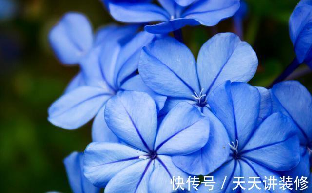 扦插|趁热快进行扦插,以下花扦插正当时,养护到位,生根发芽没问题