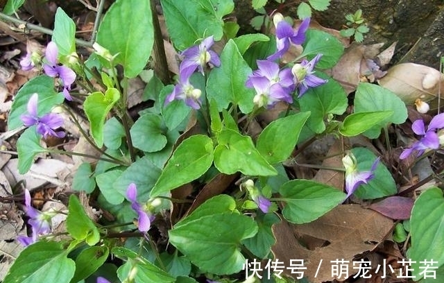 老人|它叫地黄瓜,是包饺子的好材料,很多老人吃过,如今知道的人不多