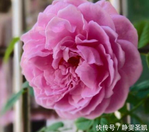 月季|4种花高贵优雅,看了就让人沉醉,好养漂亮,一开花就停不下来