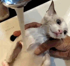 |搞笑GIF:这样的妹子 一看就不是省油的灯