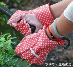 种植|新手初养月季必备清单，了解掌握，种植月季事半功倍！