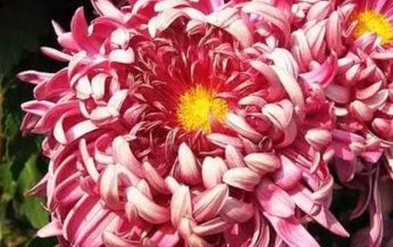 喜欢养菊就选“大红如意”,色泽艳丽,优雅高贵,观赏性价值极高