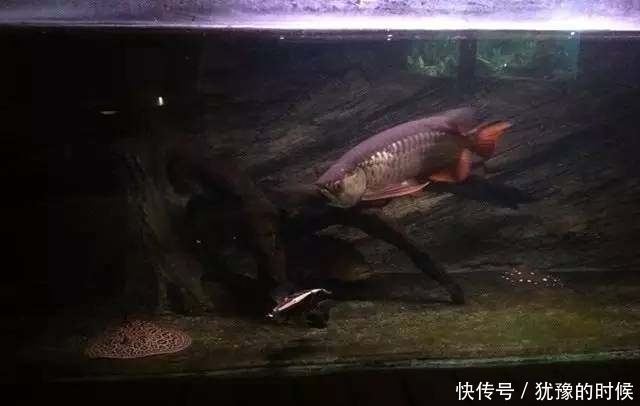 鱼缸和池还可以这样结合?只能说很有想法,有钱我也搞一个!