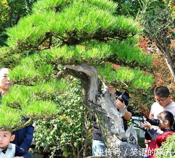 黑松盆景的栽种与养护技巧,你学会了么