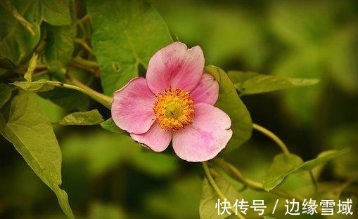 打怪|1天后，桃花缠身，满身是伤，默默守护，破冰复合，携手人间