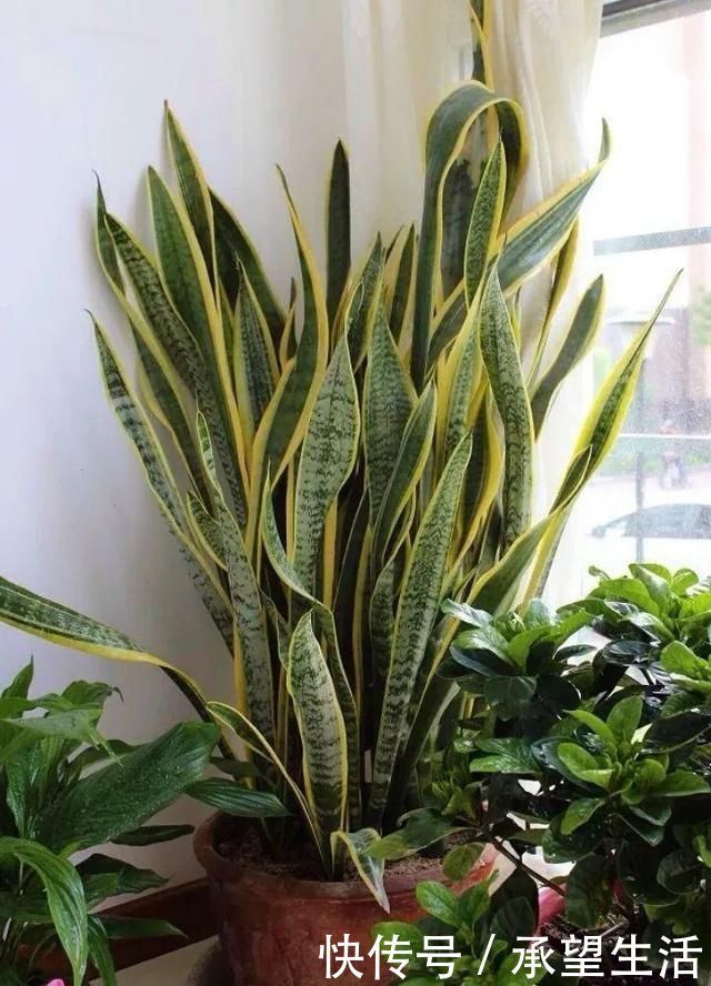 龟背竹|3种“大气花”越热越长个，新叶呼呼窜，室内百搭花，越长越高雅
