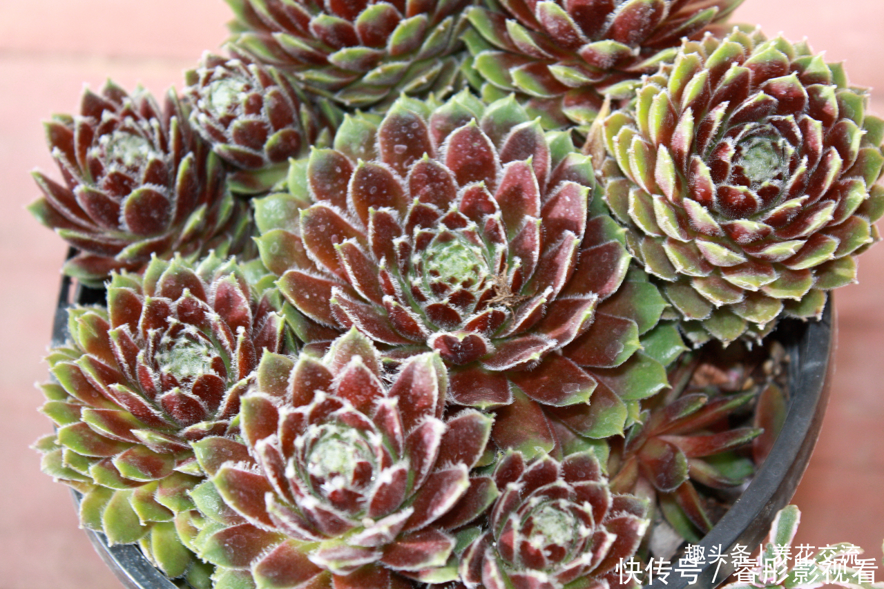 常年“爆崽”的长生草多肉，原来是开完花就挂，你能将它养好么？