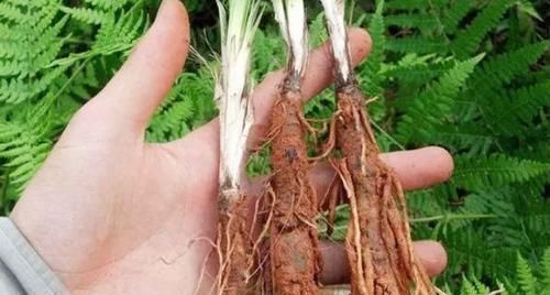 药酒|乡下的野草,泡水泡酒都行,堪称男人的“宝”,60岁老汉重回年轻