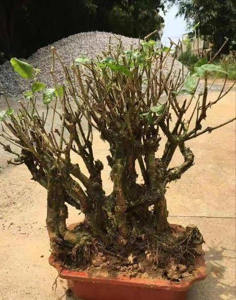 花卉|4种“陷阱”花,不适合新手,花店遇到要避开,别白花买花钱