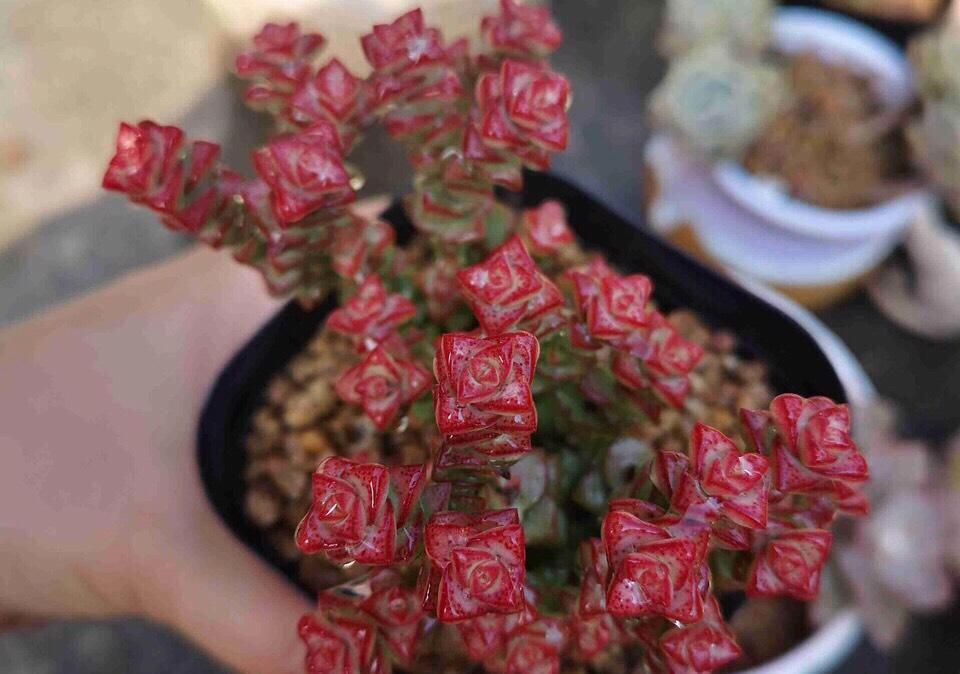 叶片|多肉植物当中最像的三兄弟,一个高贵,一个富贵,一个娇贵