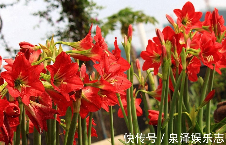 爆盆|朱顶红不开花走好“3小步”，瞬间就“爆盆”，花开一朵朵特美