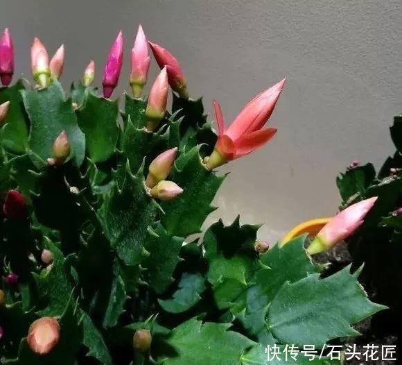 养花|气温高了，养花5种花别“乱浇水”，今天浇、明天可能就烂根